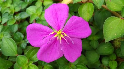 Bulaklak Flower .